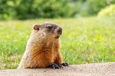 how to get rid of groundhogs ammonia