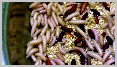 maggots in a trash can