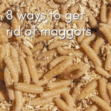 ways to get rid of maggots