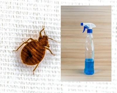 bed bug spray