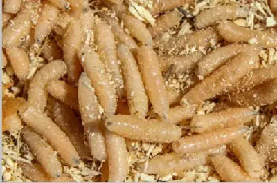 maggots close up