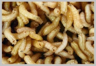 maggots